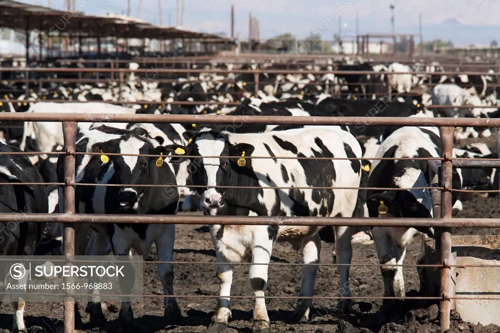 Calipatria, California - A beef cattle feedlot in the Imperial Valley operated by Superior Cattle Feeders  The feedlot has a capacity of 80,000 head