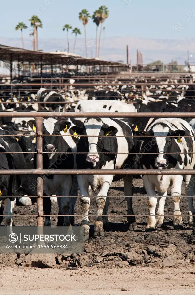 Calipatria, California - A beef cattle feedlot in the Imperial Valley operated by Superior Cattle Feeders  The feedlot has a capacity of 80,000 head