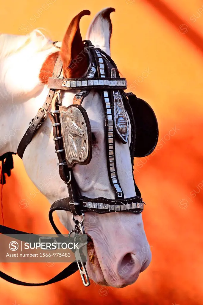 White horse face close-up, Poona, Maharashtra, India