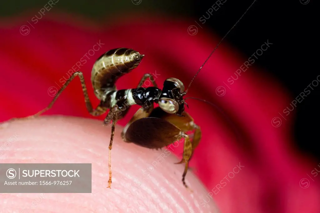 Ant mimic mantis