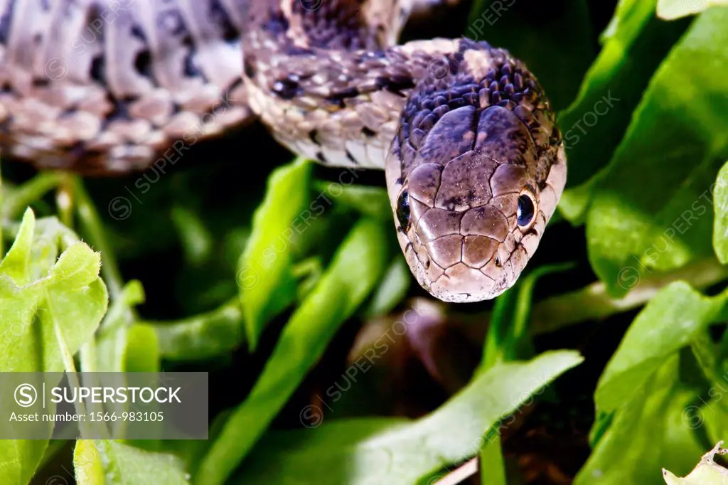 Common Garter Snake Thamnophis sirtalis