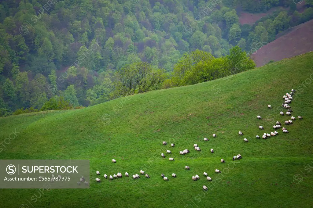 Sheep flock  Pyrenees  Pyrénées-Atlantiques, France