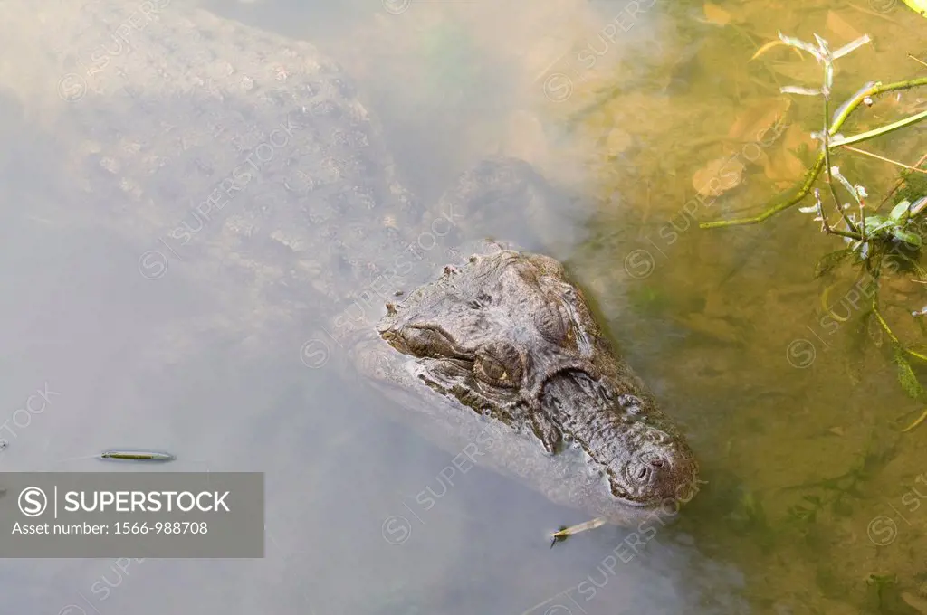 Broad-snouted caiman Caiman latirostris in Ibera Wetlands, Corrientes province, Argentina, South America