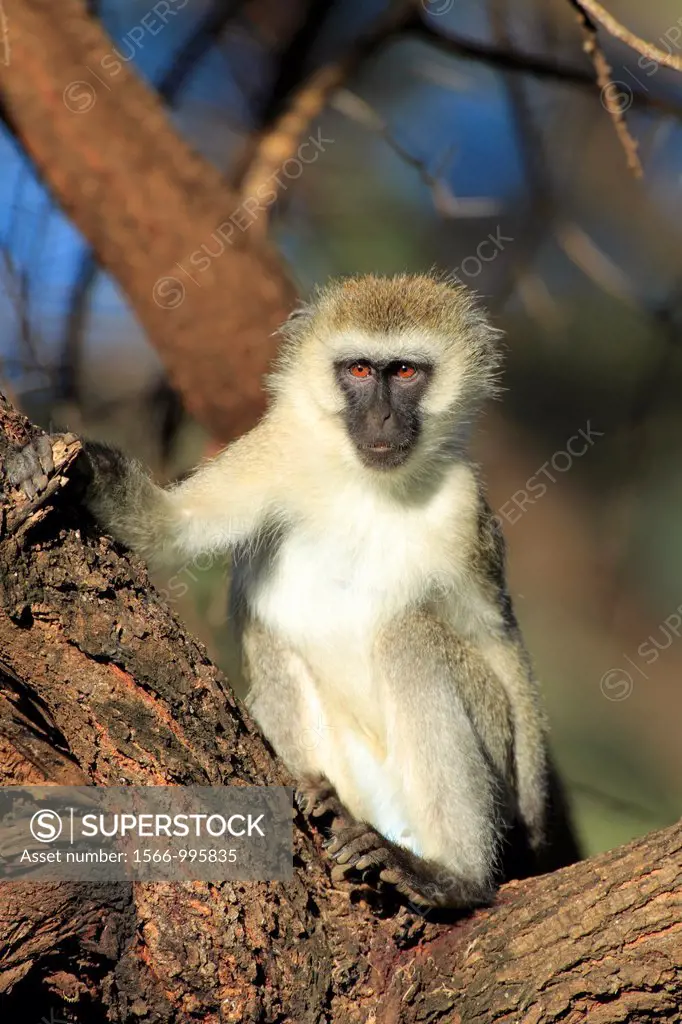 Vervet Monkey Cercopithecus aethiops