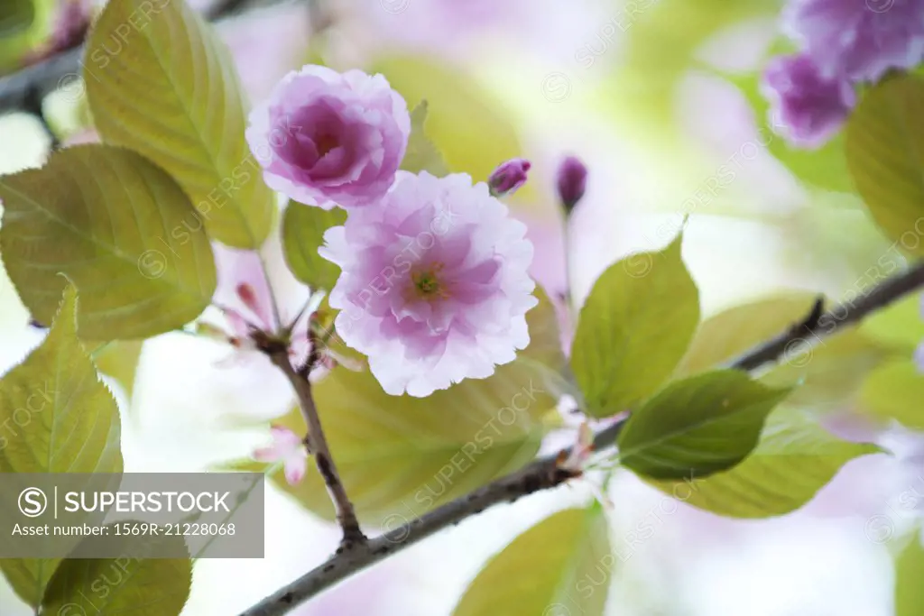 Cherry blossoms