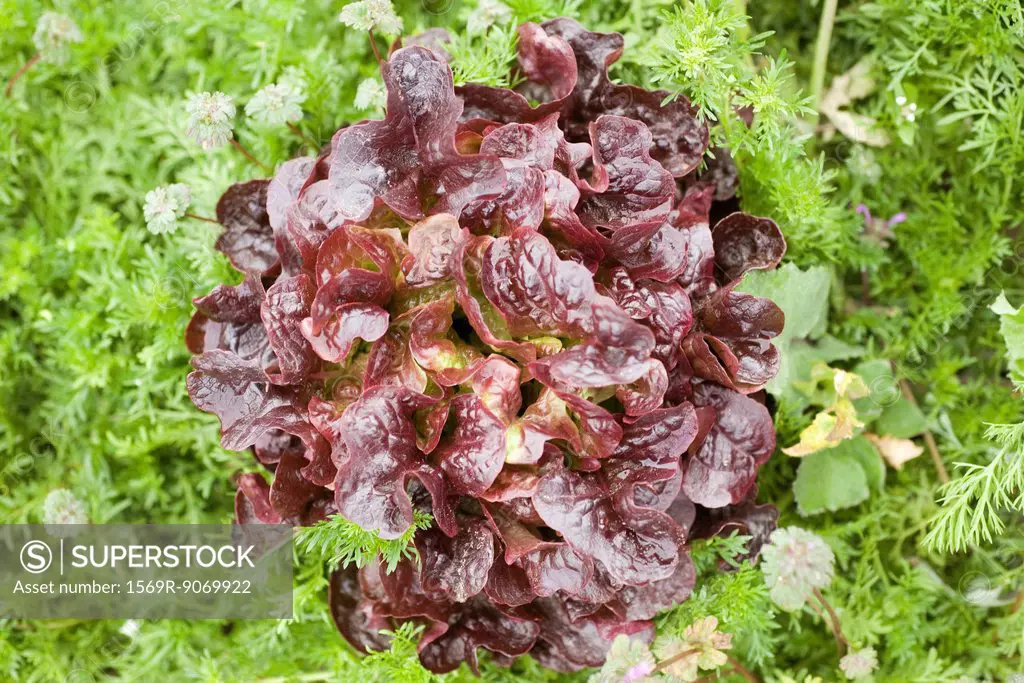 Merlot lettuce growing