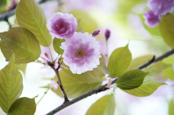 Cherry blossoms