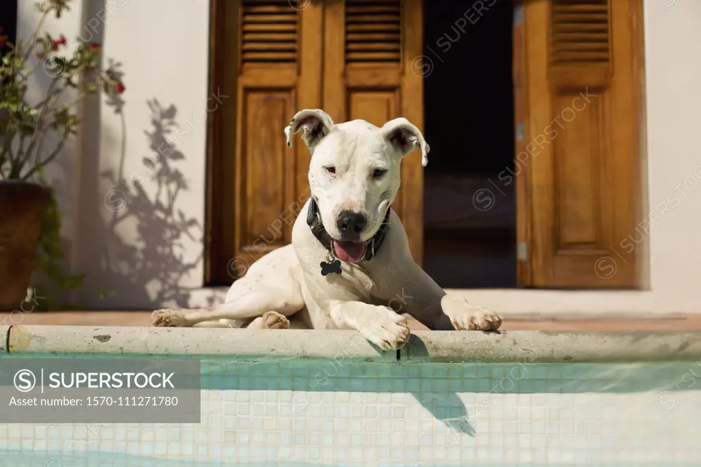 Portrait happy dog laying at sunny poolside