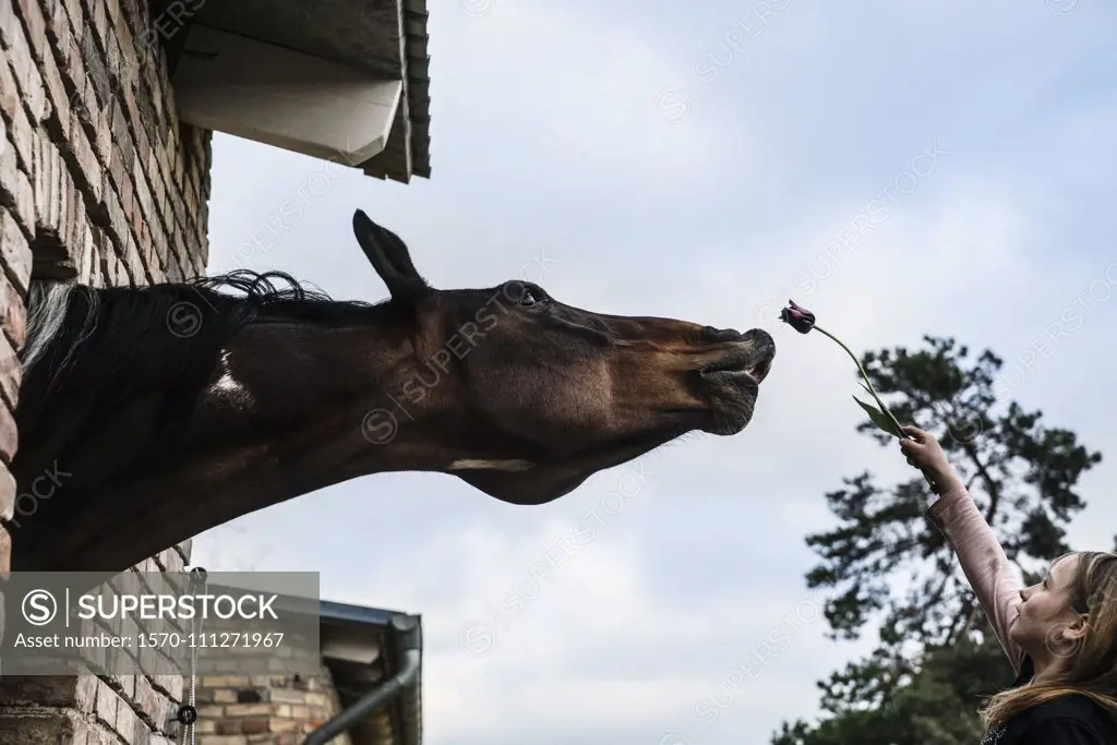 Girl showing tulip to curious horse leaning out barn window