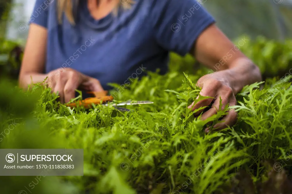 Close up woman trimming vegetable plant