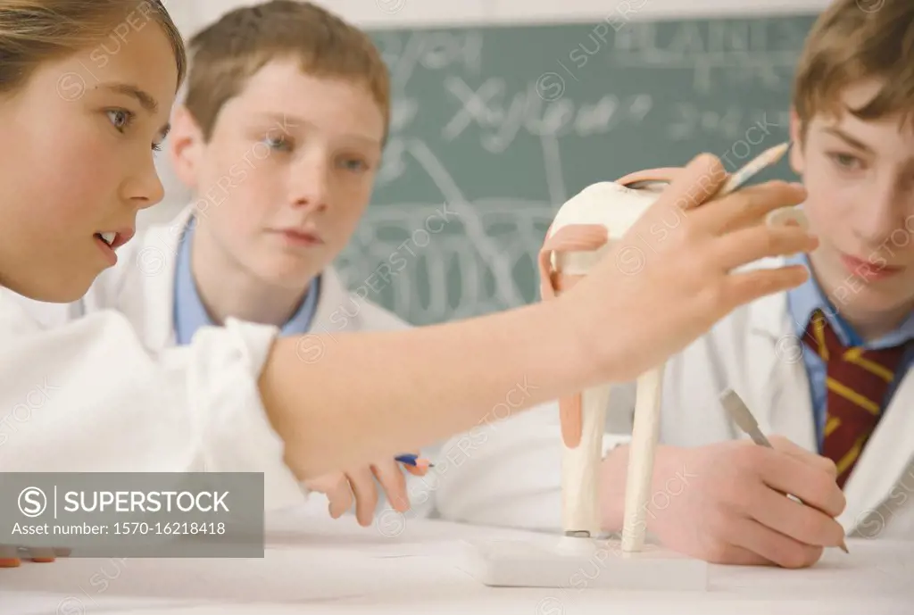 Junior high school students examining bone model in science class