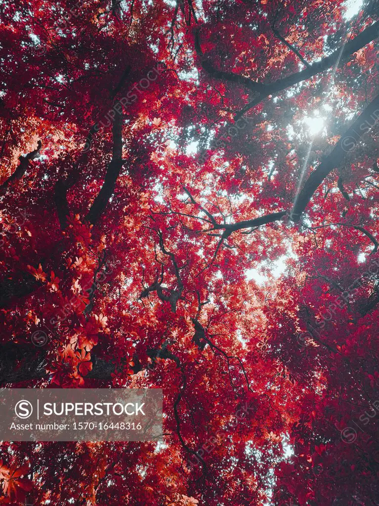 View from below idyllic sunny vibrant red autumn leaves on tree