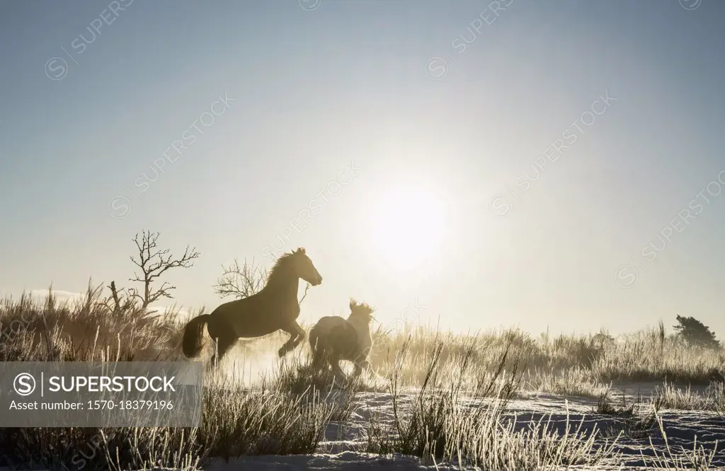 Horse rearing up in sunny winter field