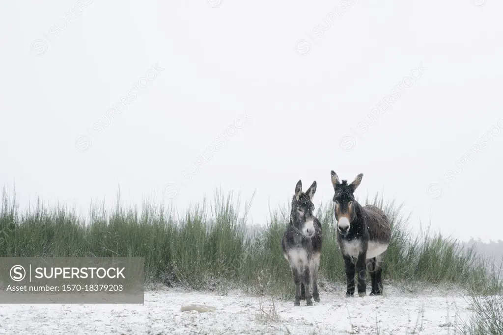 Portrait two donkeys in snowy field