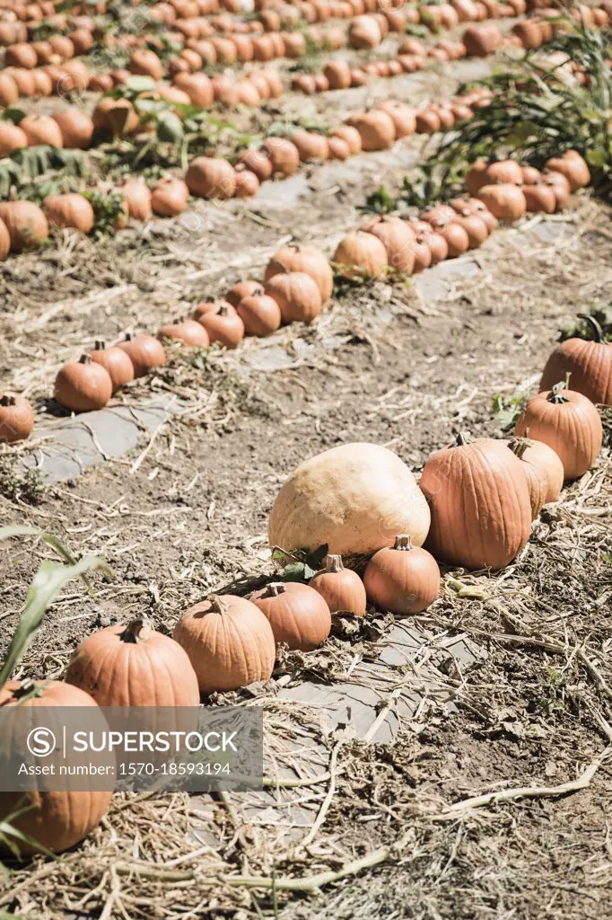 Harvested pumpkins in sunny farm field