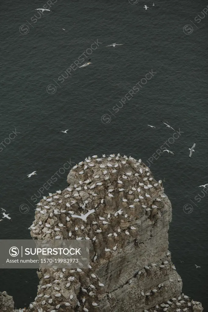 Aerial view gannet colony on top of cliff over ocean, Flamborough, England