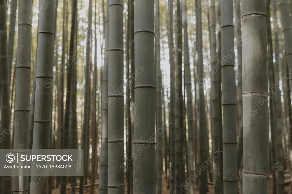 Close up bamboo trees growing in forest, Kyoto, Japan