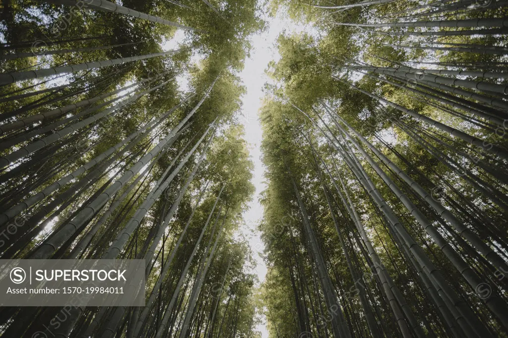 View from below tall bamboo trees growing in forest, Kyoto, Japan