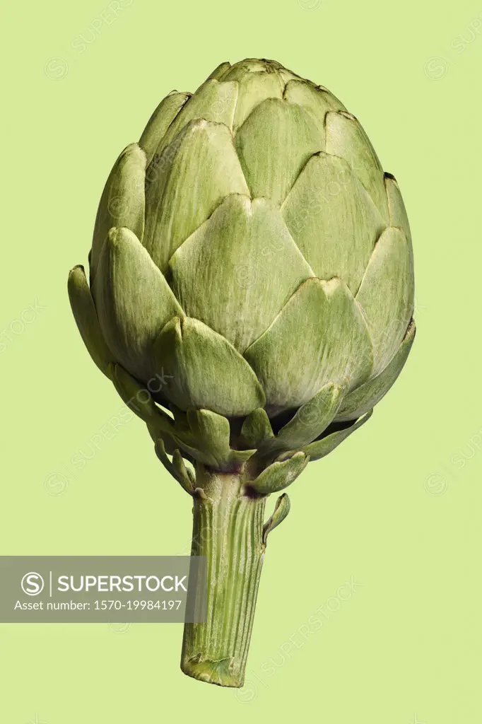 Close up whole green artichoke on green background