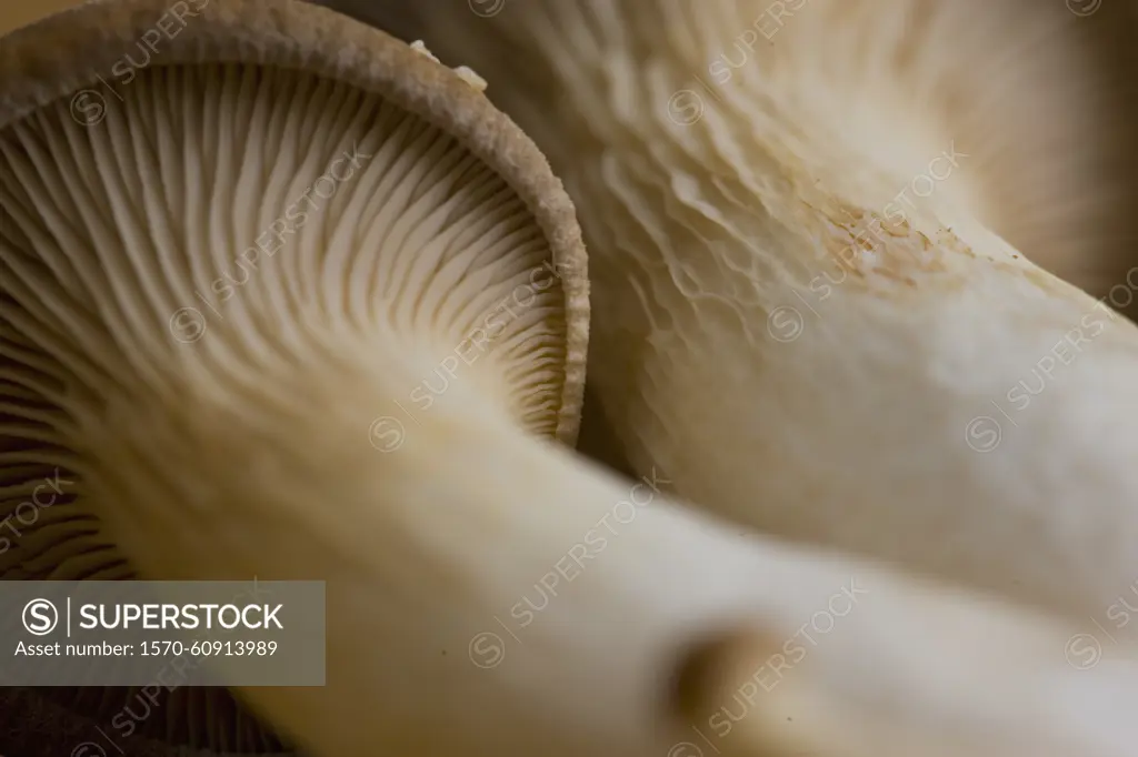 Extreme close up of eryngi mushrooms