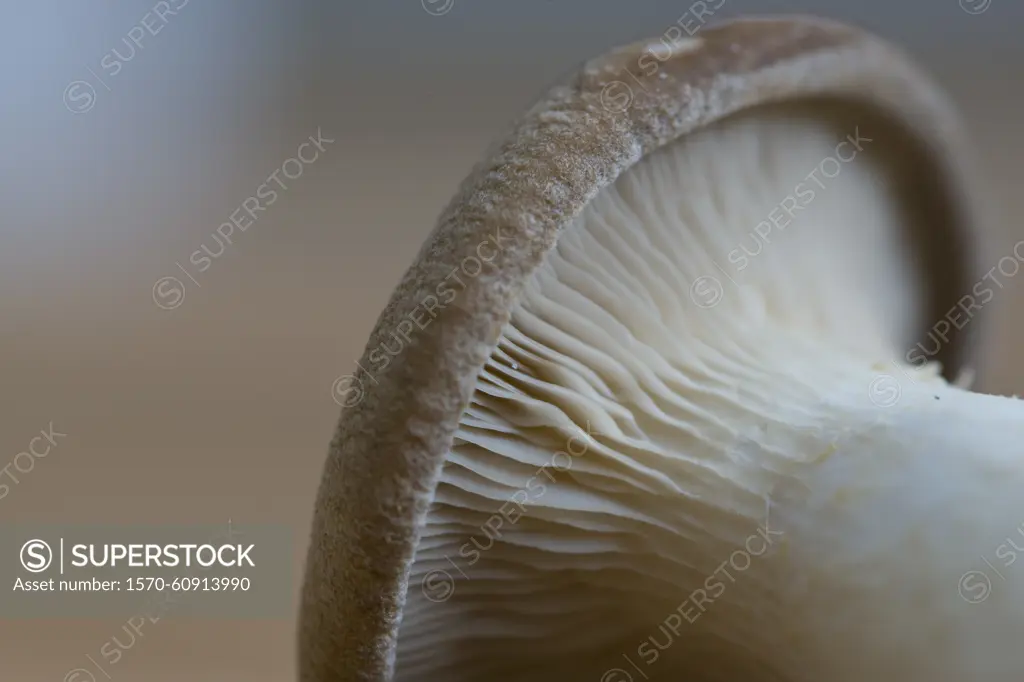 Extreme close up of an eryngi mushroom