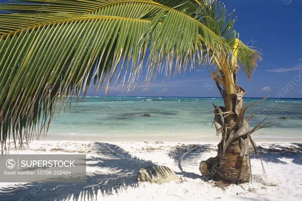 Palm tree on beach, Yucatan, Mexico