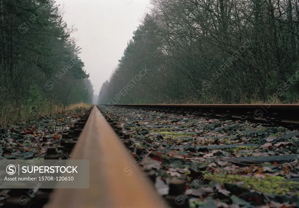 Railroad tracks through the woods in winter