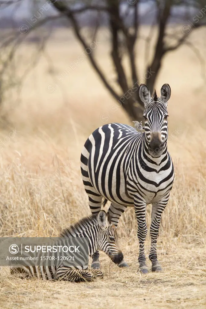 A zebra and calf