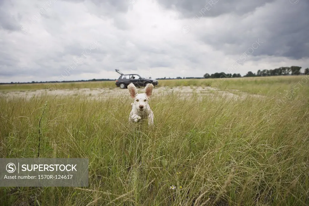 A Spanish Waterdog running through a field