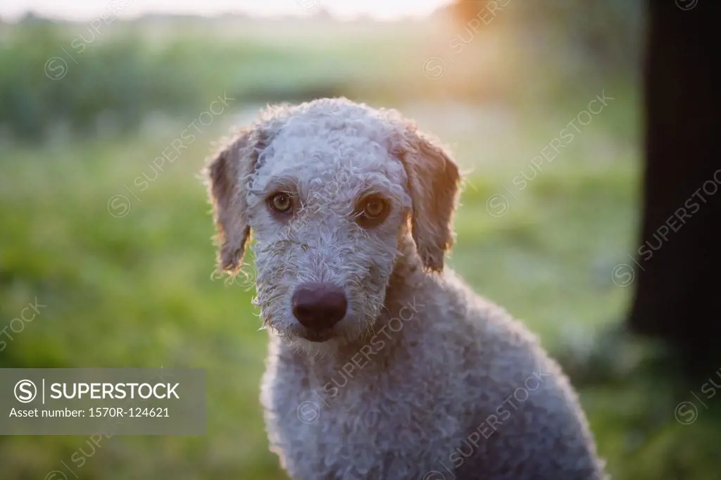 Spanish Waterdog, Portrait