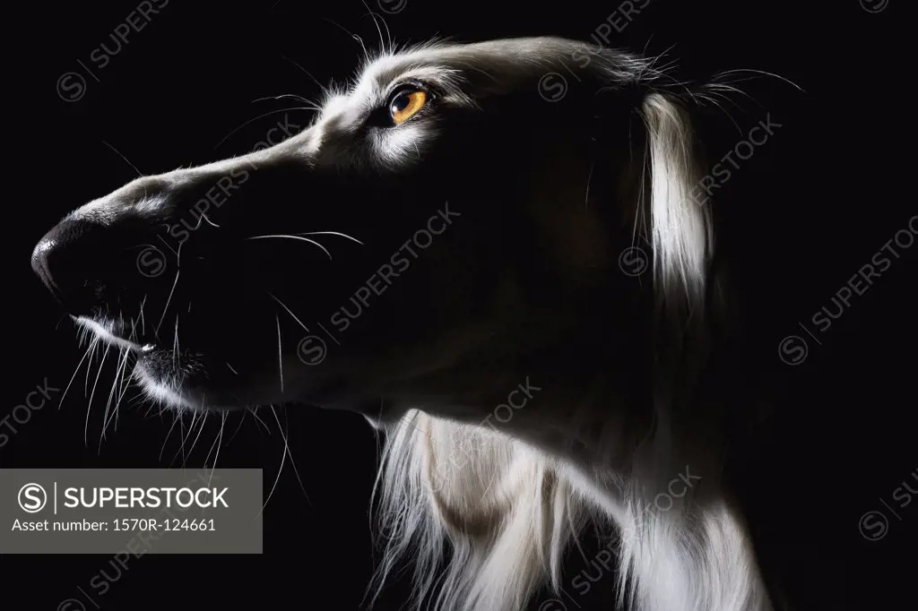 Saluki, portrait