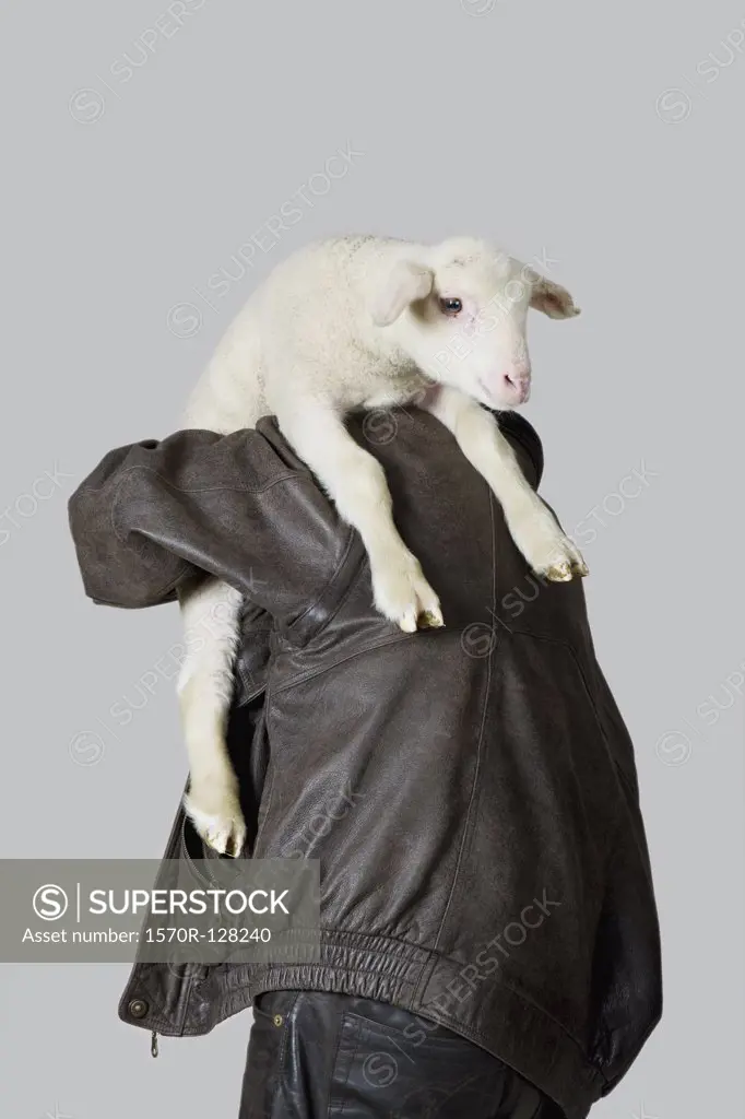 A man carrying a lamb on his shoulder, rear view, studio shot