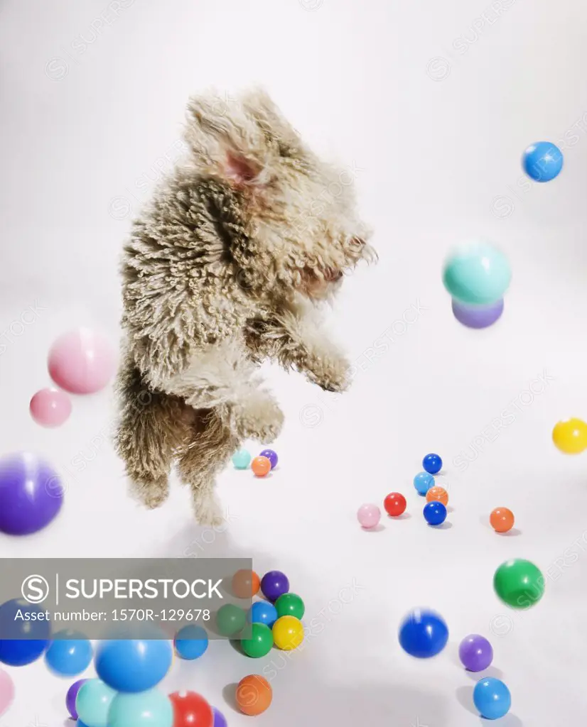 A Portuguese Waterdog jumping amongst falling colored balls