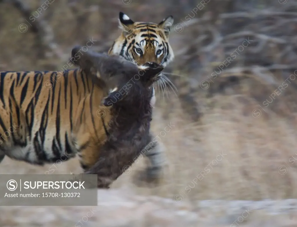 Tiger biting prey