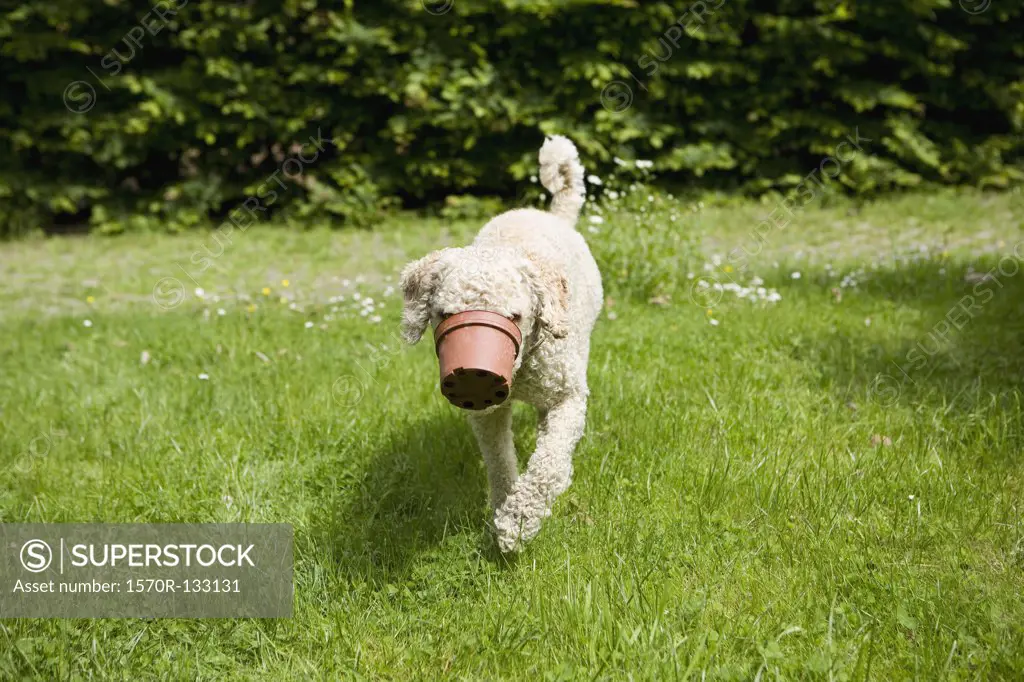 A dog walking with a flower pot stuck on his snout