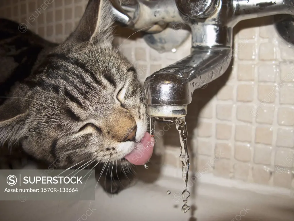 Cat drinking water from faucet