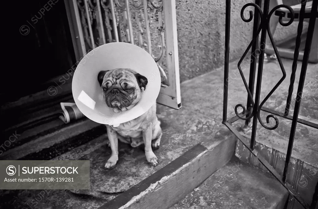 A Pug with a protective cone collar on sitting on front stoop