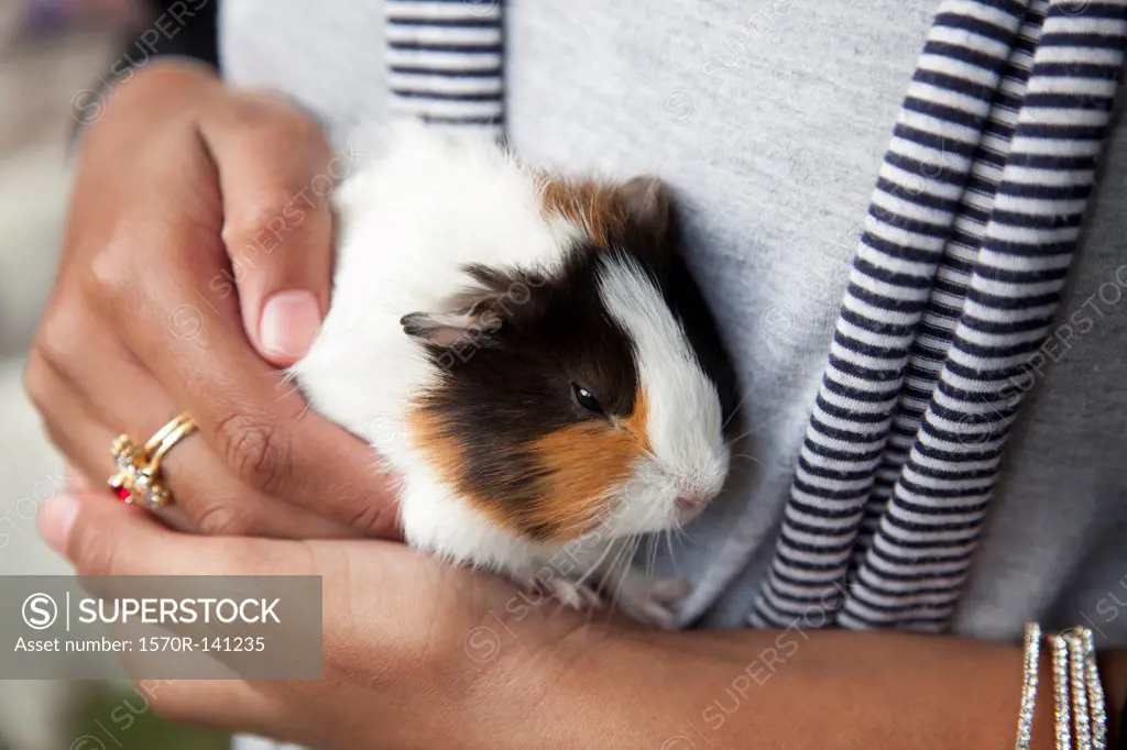 Farm pet, guinea pig (Cavia porcellus)