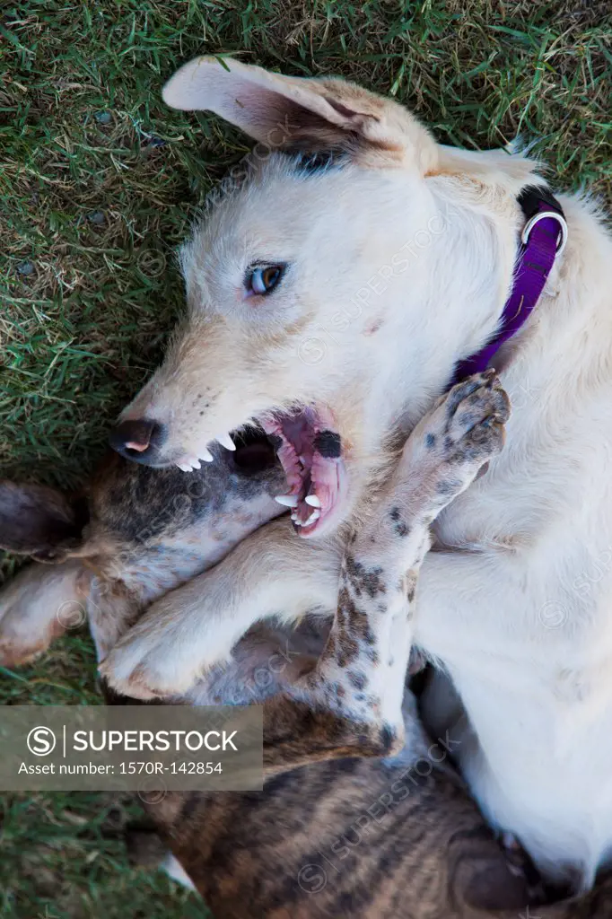 Two dogs fighting