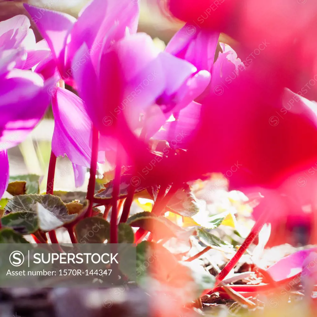 Vibrant magenta Cyclamen in bloom, close-up