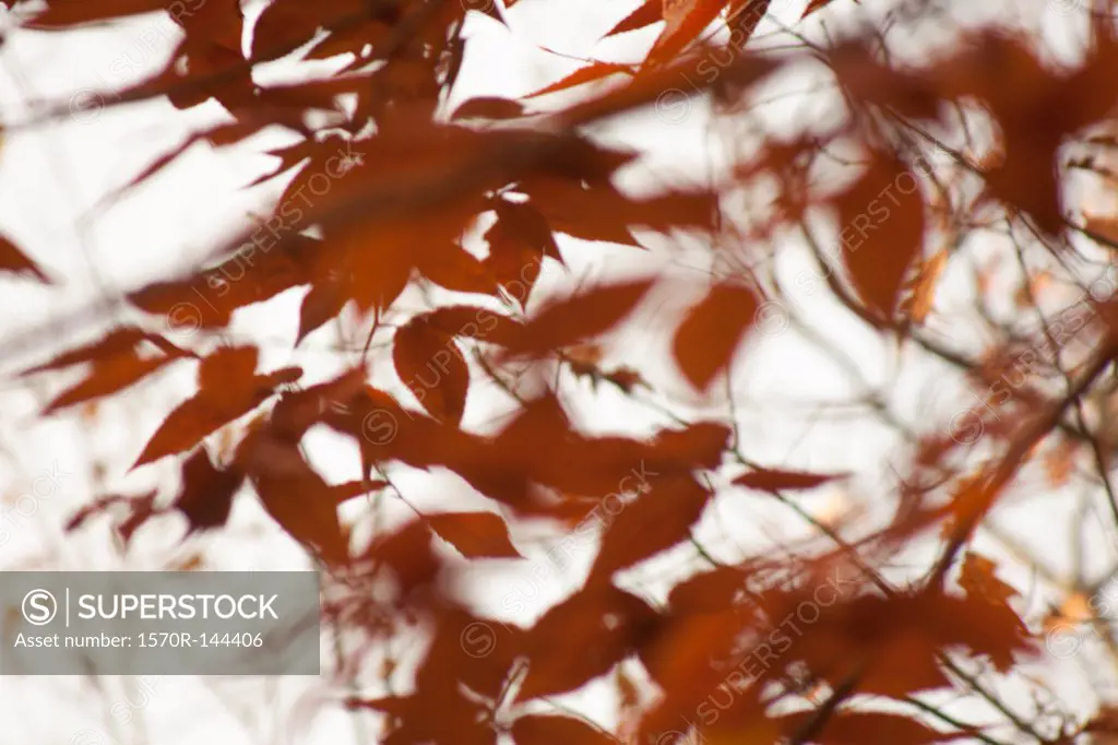 Close-up of various orange leaves