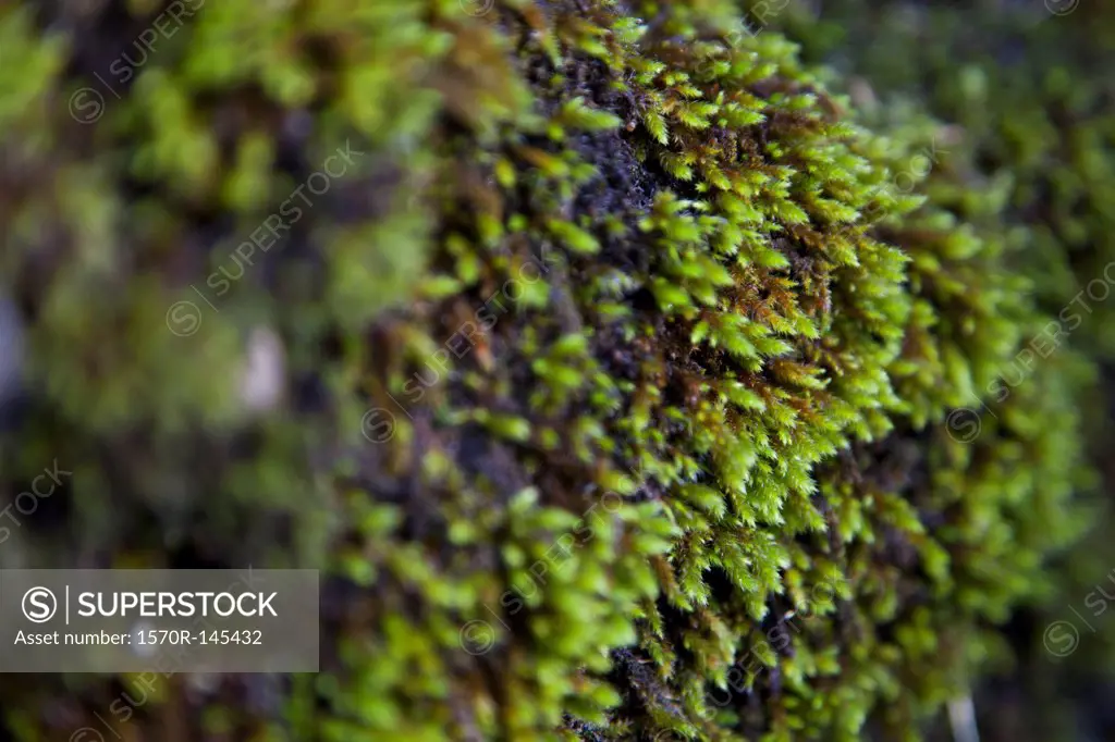 Close-up of green moss