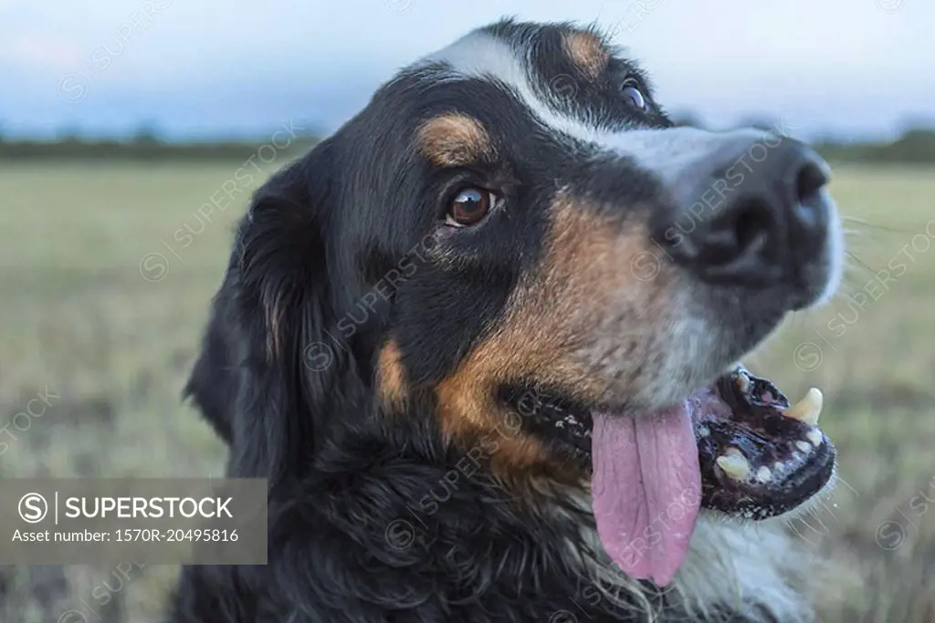 Close-up of Border Collie on field