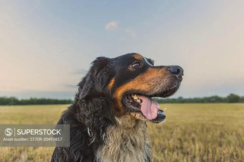 Close-up of Border Collie on field