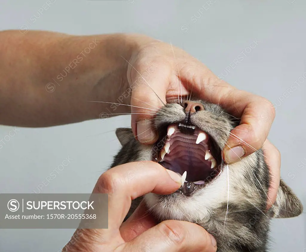 Cropped hands of vet opening cat's mouth at clinic