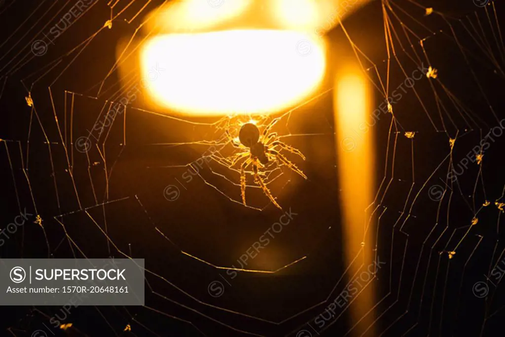 Close-up of spider on web against illuminated background