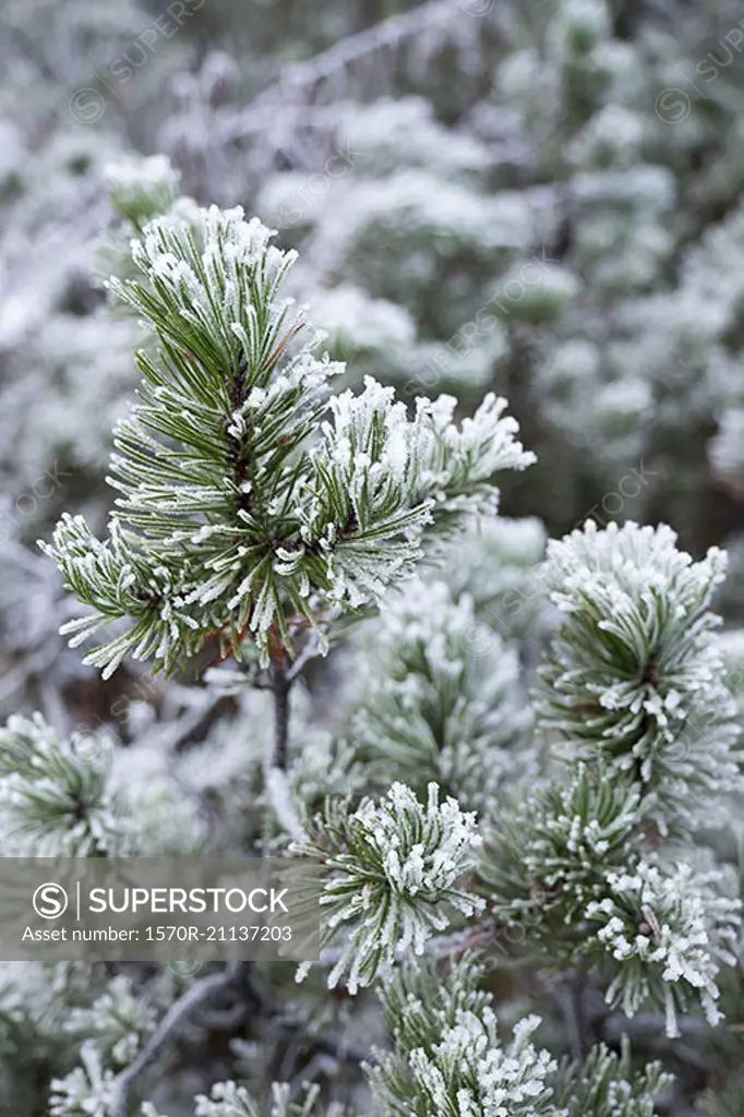 Close-up of pine tree during winter