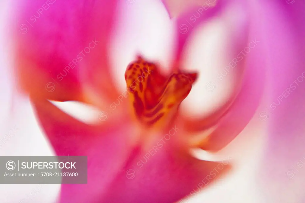 Macro shot of pink orchid