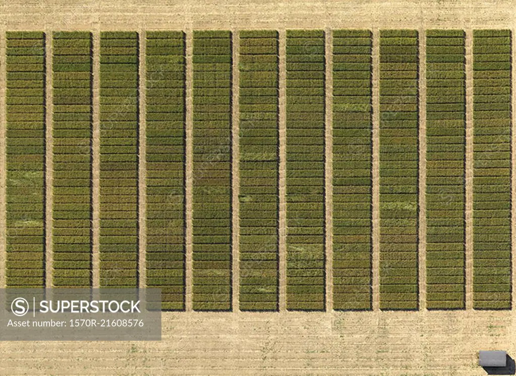 Aerial view of crops in agricultural landscape, Hohenheim, Stuttgart, Baden-Wuerttemberg, Germany