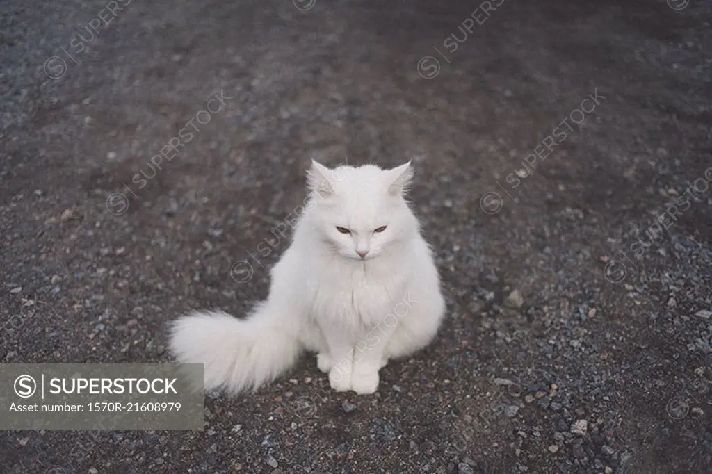 High angle view of white cat sitting on gravel